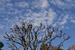 晩秋の空