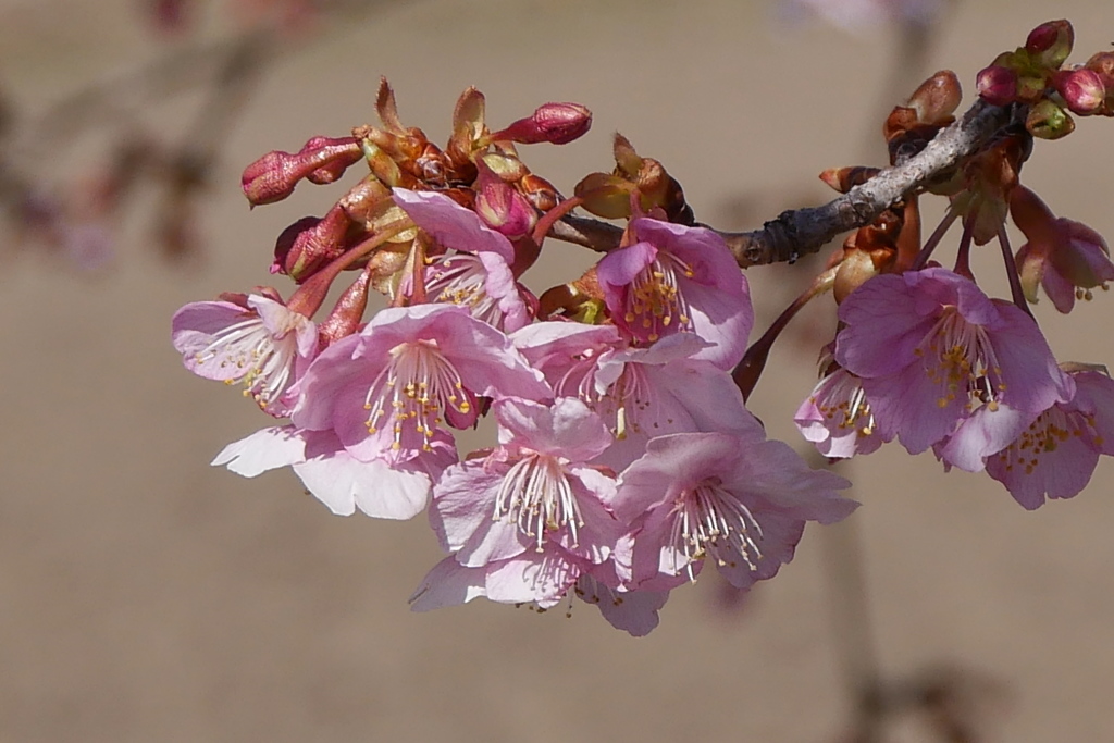 河津桜