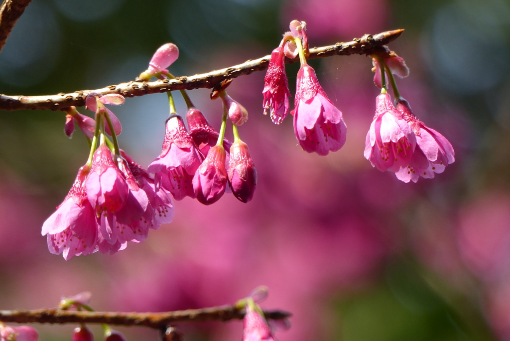 寒緋桜　1