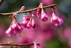 寒緋桜　1