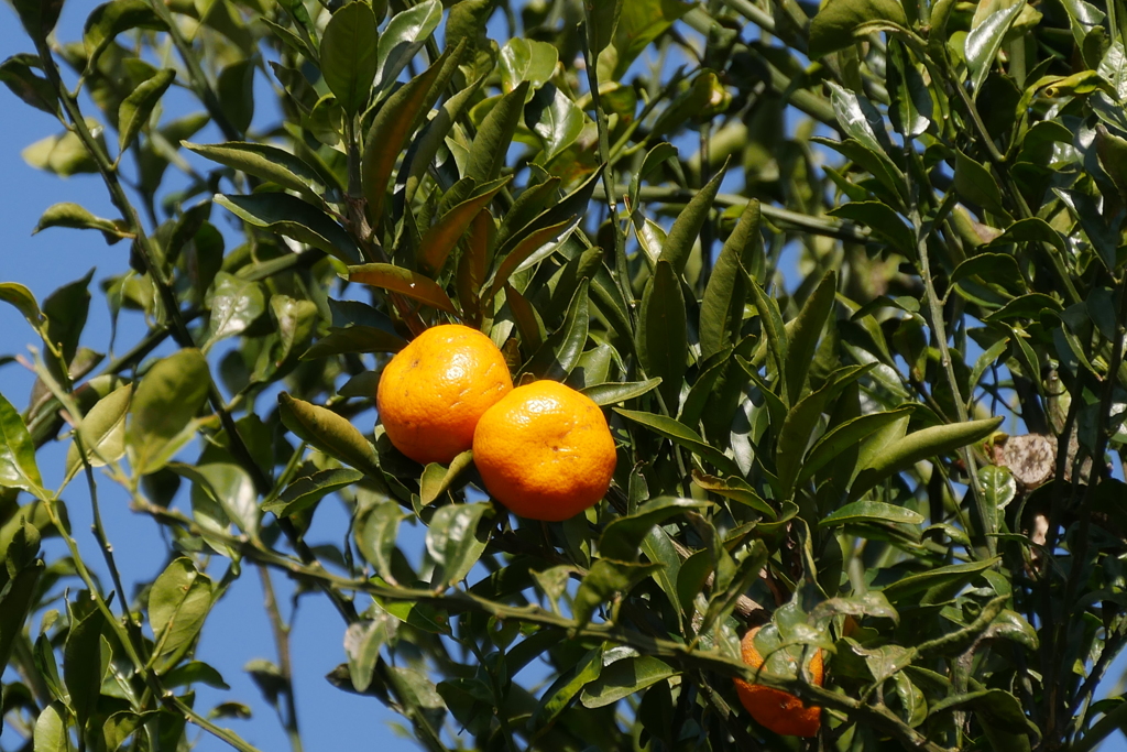 ミカン