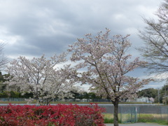 公園の桜　1