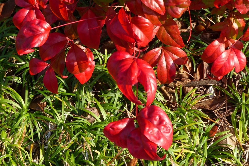 紅葉
