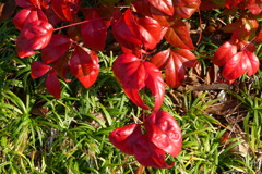 紅葉