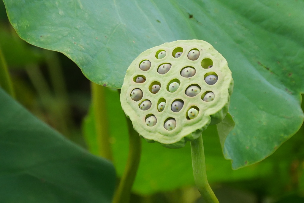 白花の花托