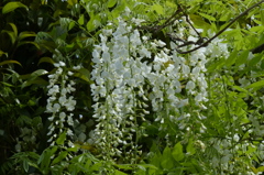 藤　白