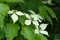 山法師　1