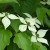 山法師　1