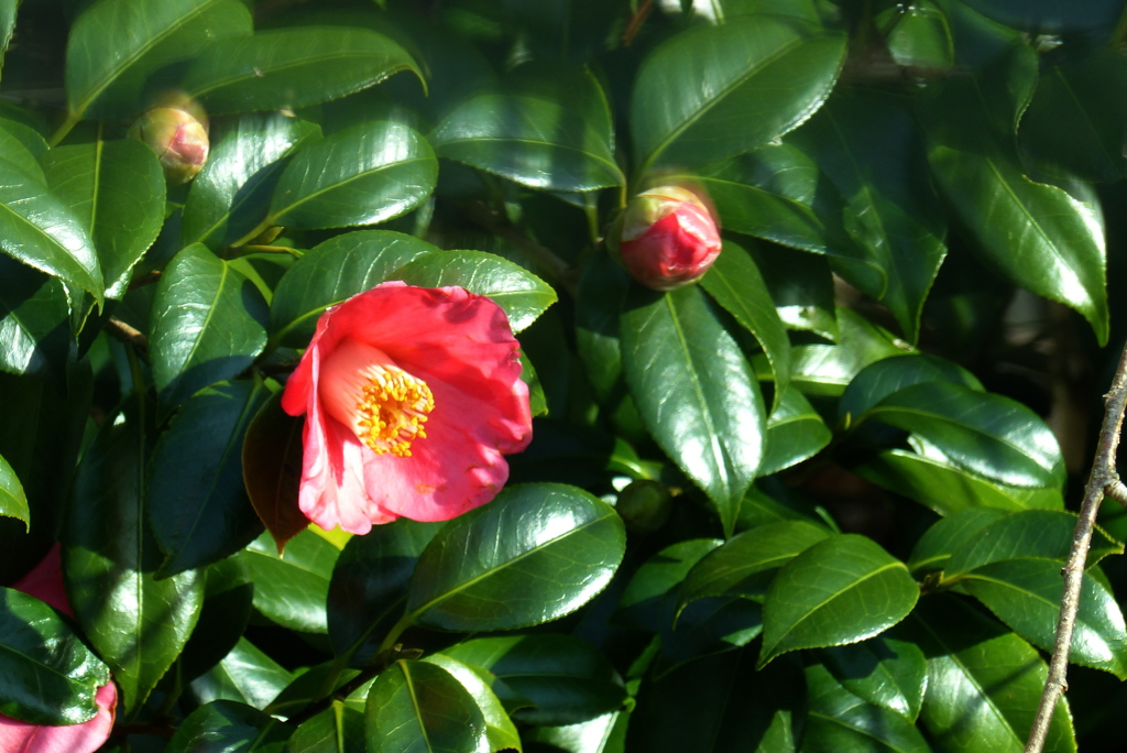 ツバキ
