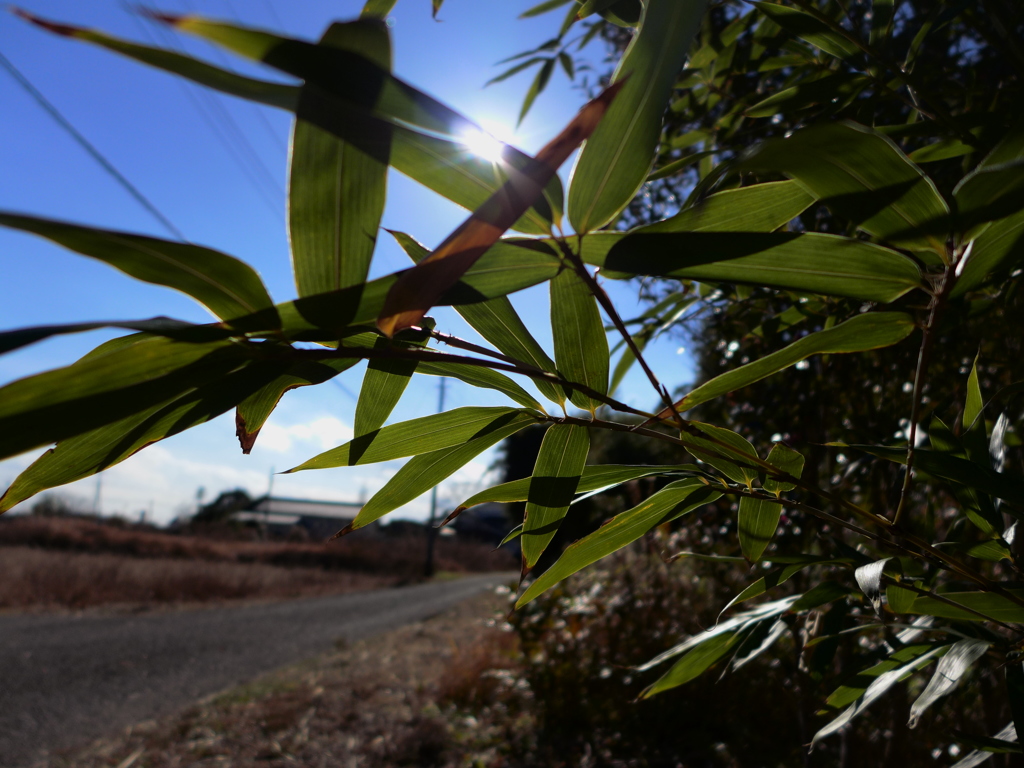 今日も観察ウォーキング