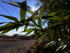 今日も観察ウォーキング