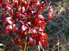 南天の紅葉