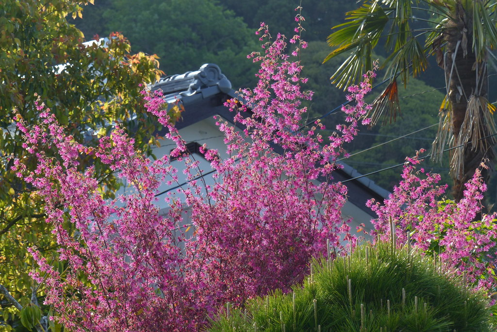 紅花トキワマンサク？