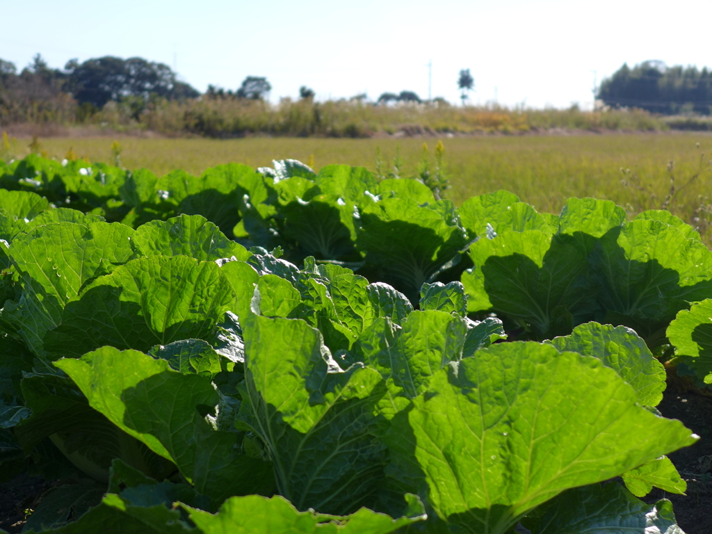 自家用野菜