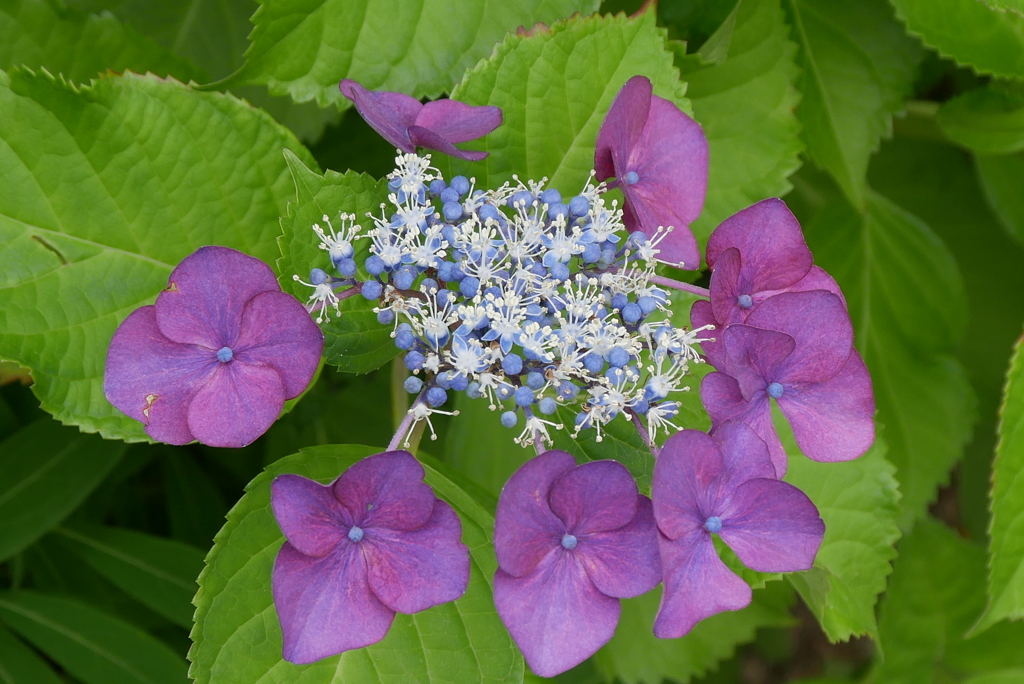 額紫陽花　2