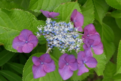 額紫陽花　2