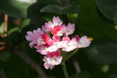 バーベナピンクパフェ