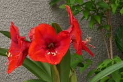 アマリリス