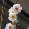 上品な白梅