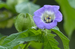 黒ほうずきの花