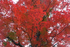 早くも紅葉