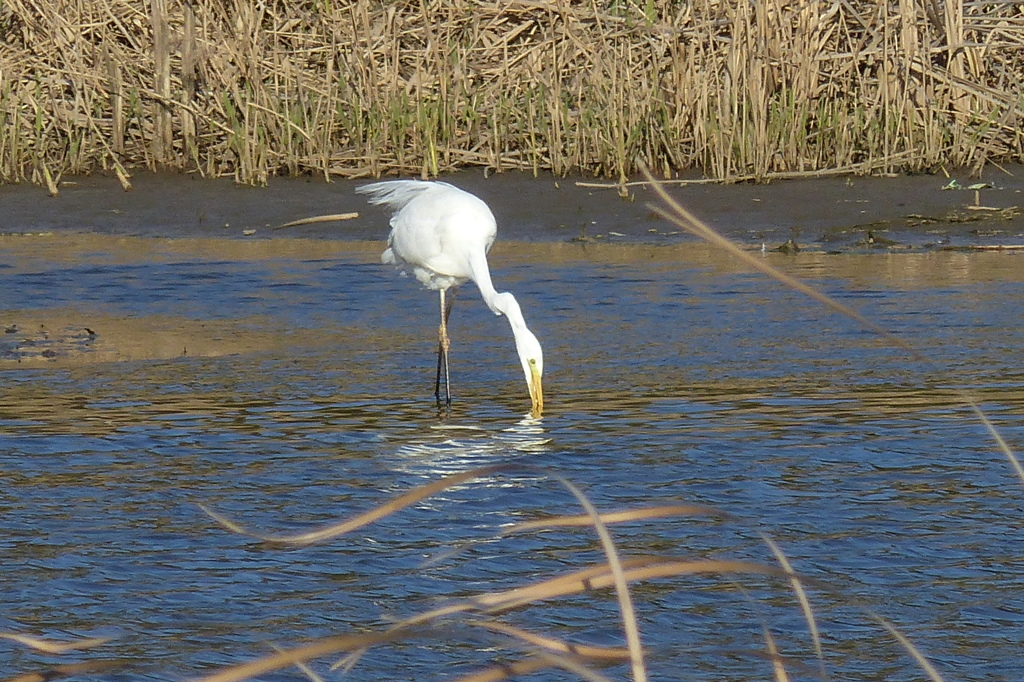 くつろぐシラサギ