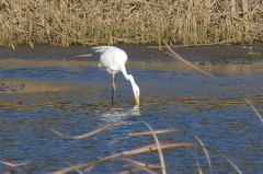 くつろぐシラサギ