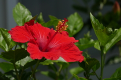 8か月ぶりの開花