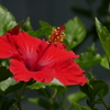 8か月ぶりの開花