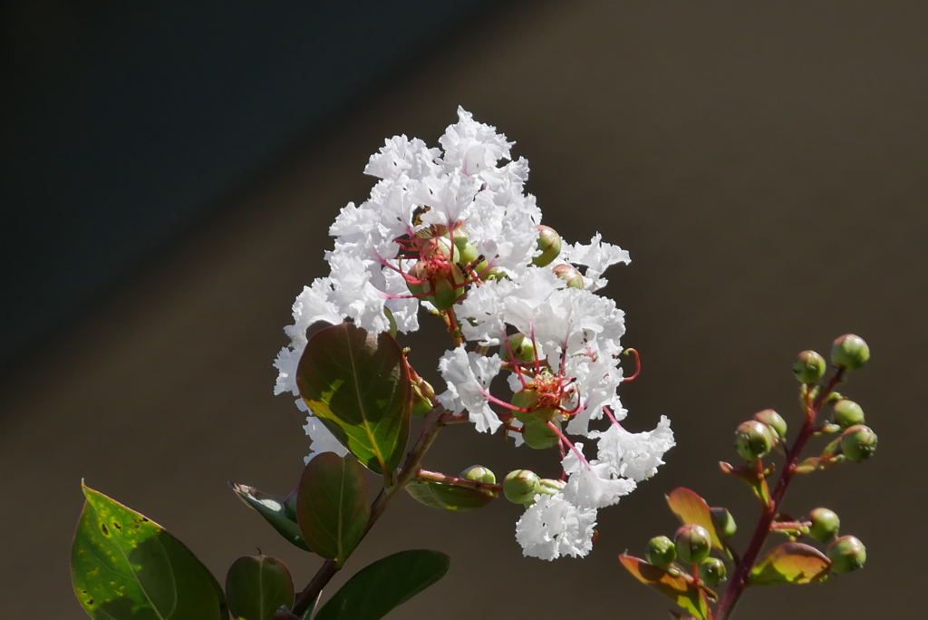 白い百日紅の花