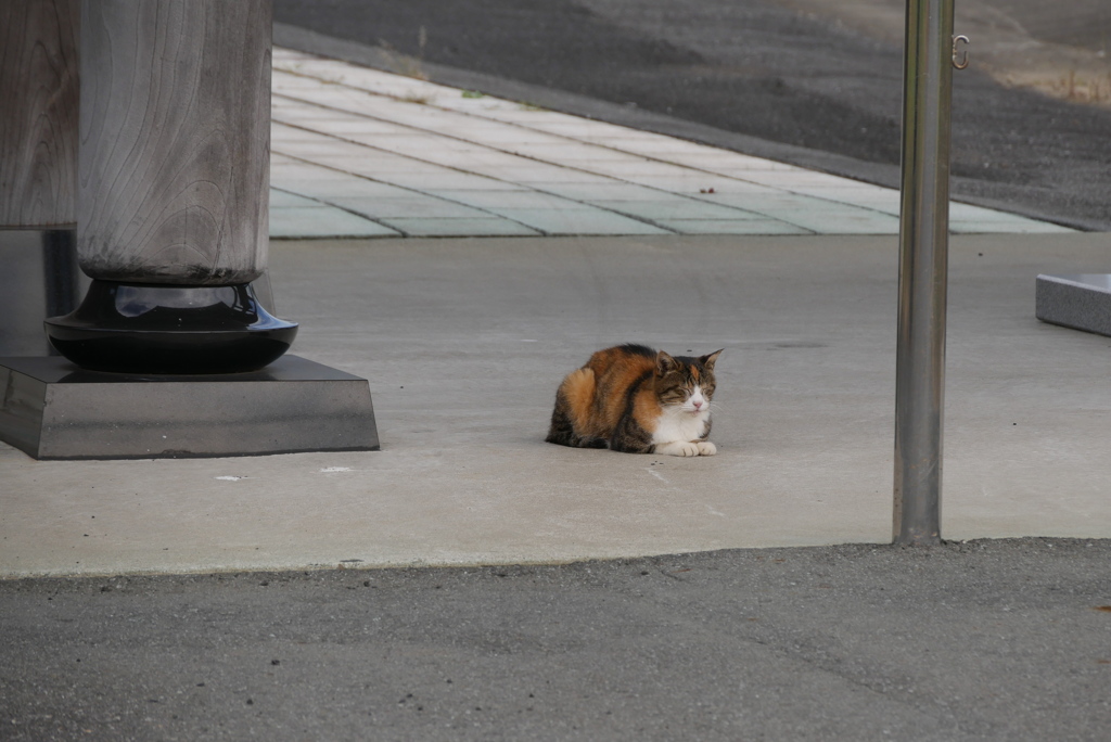 山門の猫