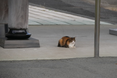 山門の猫