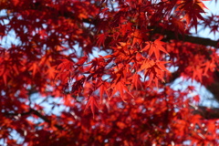 紅葉