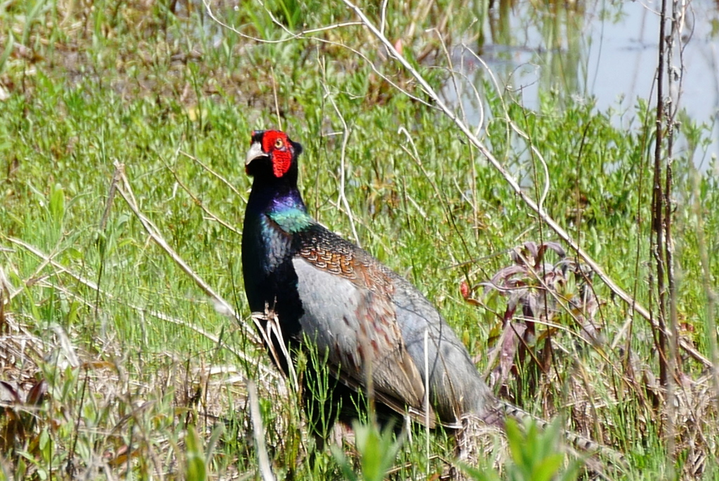 また会いましたね