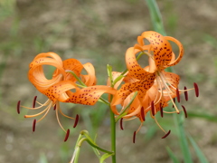 鬼百合