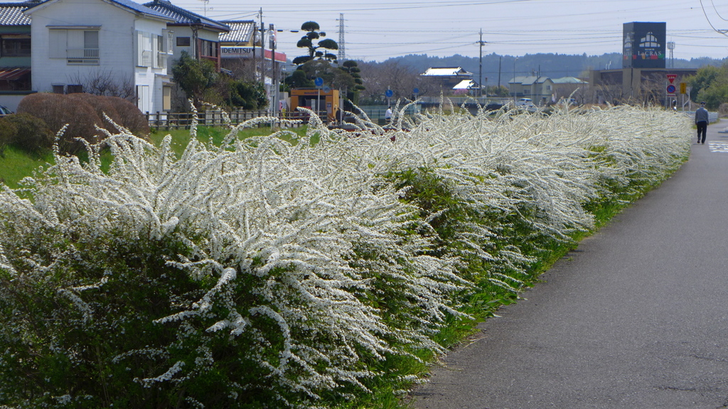 川べりのユキヤナギ