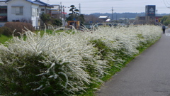 川べりのユキヤナギ
