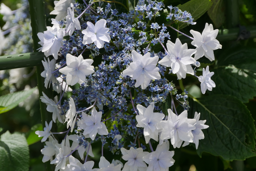 紫陽花