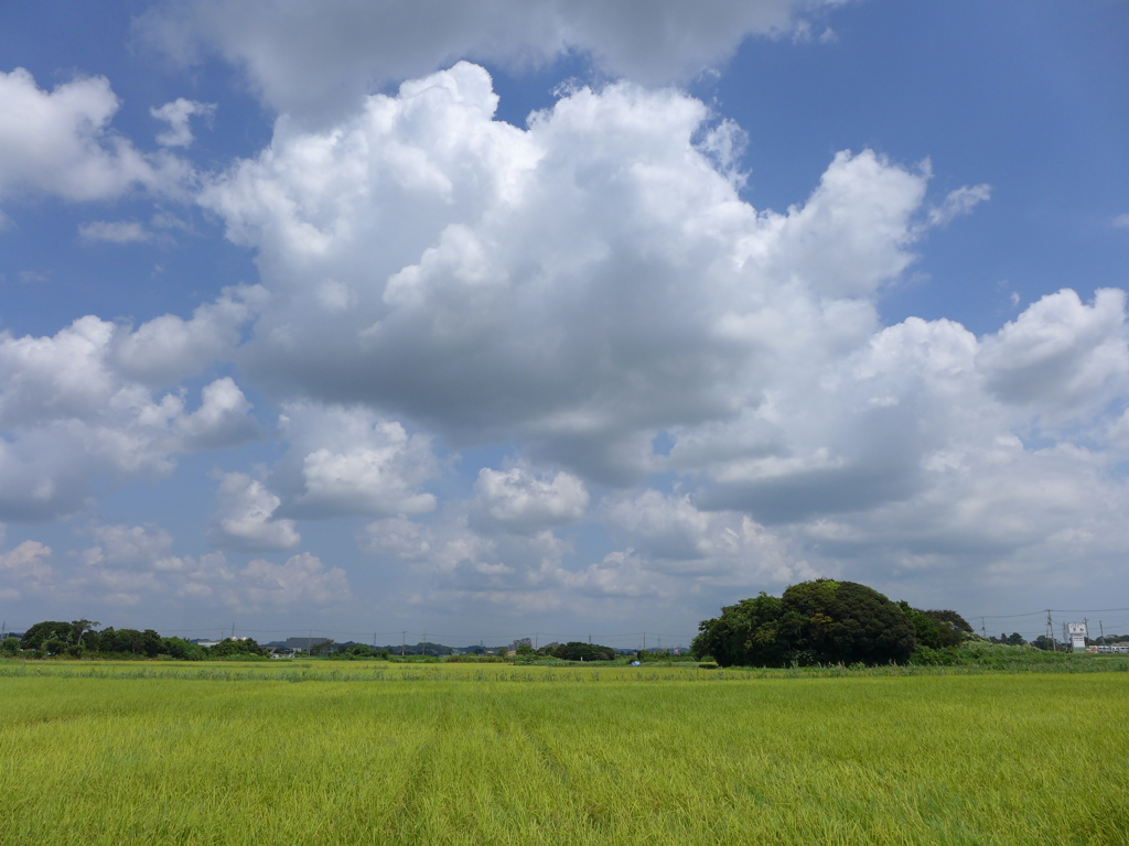 田んぼと夏雲