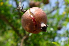 割れ始めたザクロ