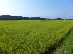 いつもの田んぼは無事
