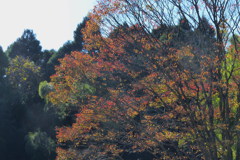 大木の彩