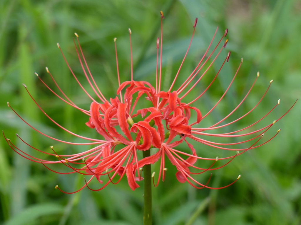 曼珠沙華