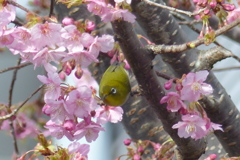 メジロと桜