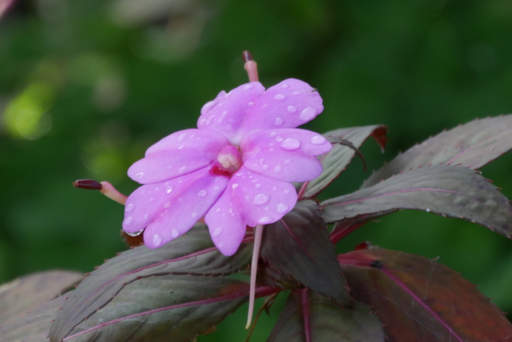 水滴を留める花