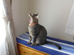 フワァ～