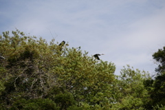 樹上のアオサギ　1