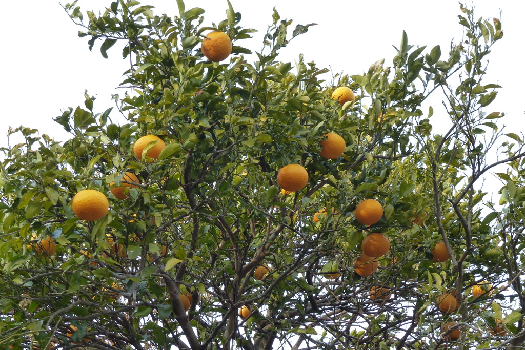 夏みかん