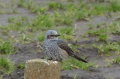 畑地のヒヨドリ