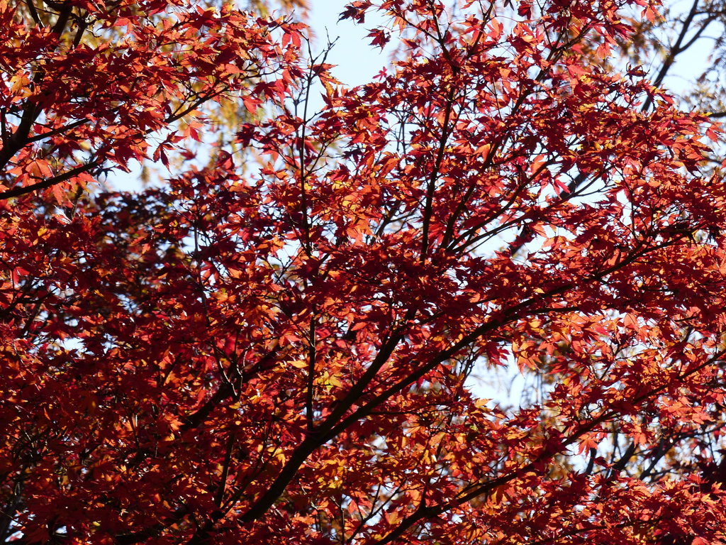 紅葉
